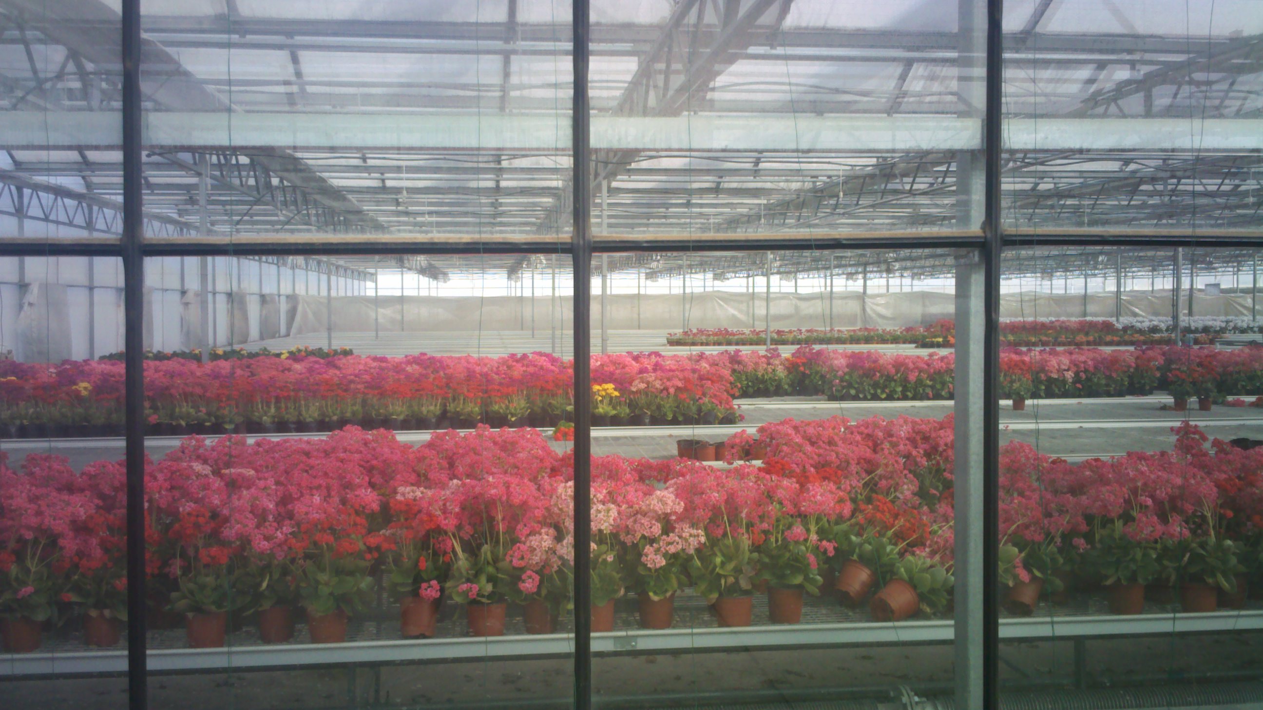 花卉栽培区域